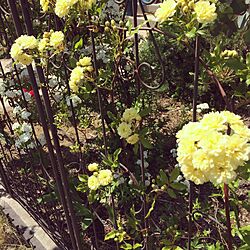 ガーデンフェンス/お庭/ガーデン/モッコウバラ/庭の花...などのインテリア実例 - 2017-05-05 13:29:56