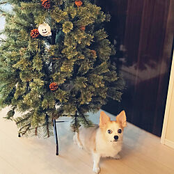 リビング/犬/クリスマスツリー/マンション/ハロウィンのインテリア実例 - 2020-12-24 00:34:23