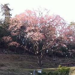 宿根の大桜/オタク部/まったり時間/たまゆら/竹原散策！...などのインテリア実例 - 2015-03-30 20:14:36