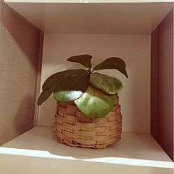棚/観葉植物/IKEAのインテリア実例 - 2013-03-06 19:50:18