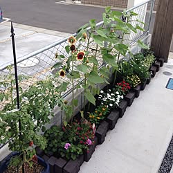 玄関/入り口/日替わり投稿企画!木曜日/植物/観葉植物/ナチュラル...などのインテリア実例 - 2017-07-06 15:19:20