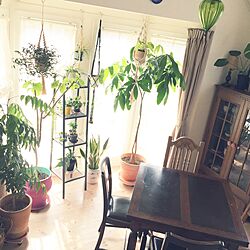 棚/ドローリーフテーブル/ダイニングテーブル/植物/植物のある暮らし...などのインテリア実例 - 2016-06-15 08:31:02