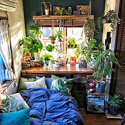 部屋全体/出窓/H&M HOME/湿度を感じる植物/クッション...などのインテリア実例 - 2017-04-23 20:28:03