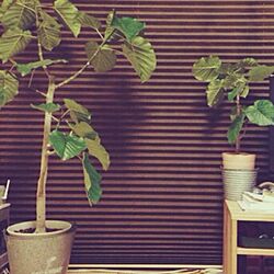 部屋全体/和室にて/ウンベラータ/観葉植物のインテリア実例 - 2014-03-06 22:18:35