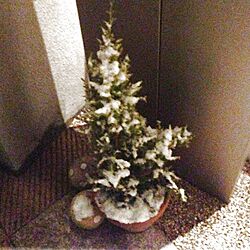 玄関/入り口/植物のインテリア実例 - 2013-01-27 22:40:47