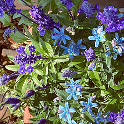 庭/ガーデニング/花のある暮らし/寄せ植え/青...などのインテリア実例 - 2022-05-29 08:23:04