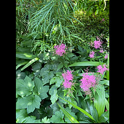 キョウガノコ/ドクダミの花/梅雨前のひと時/好きな物に囲まれて/心地よい暮らし...などのインテリア実例 - 2023-05-22 09:28:36