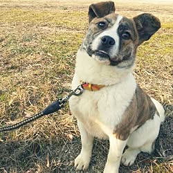 部屋全体/部屋全体ではありません┏O )) /いぬですみません/ミックス犬/昔の写真でごめんなさい...などのインテリア実例 - 2015-06-20 00:14:07