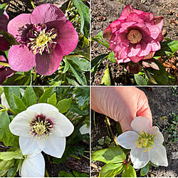 クリローさん/クリスマスローズが満開に/庭の花/植物のある生活/植物のある暮らし...などのインテリア実例 - 2023-03-07 02:40:41