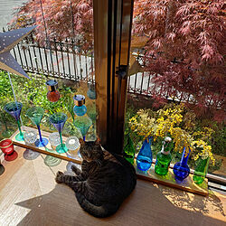 窓辺/庭/花のある暮らし/猫と暮らす/猫...などのインテリア実例 - 2022-04-22 10:27:03
