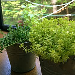 植物/緑化計画/自然のインテリア実例 - 2016-05-05 11:58:51