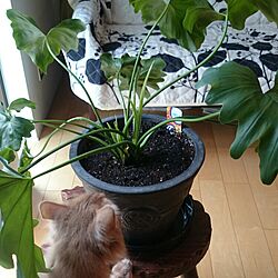 リビング/猫/植物のある暮らしのインテリア実例 - 2016-05-08 16:15:25