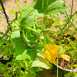 野菜作り/きゅうり栽培/コメントお気遣いなく/お花好き/こどもと暮らす...などのインテリア実例 - 2022-05-24 10:29:18