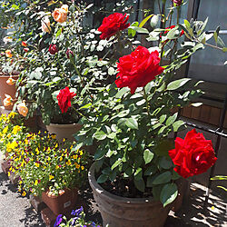 玄関/入り口/薔薇/赤バラ/バラ/薔薇鉢植え...などのインテリア実例 - 2022-05-05 11:54:39