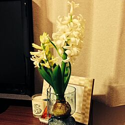 棚/植物/カップルヒヤシンスのインテリア実例 - 2014-03-12 20:57:00