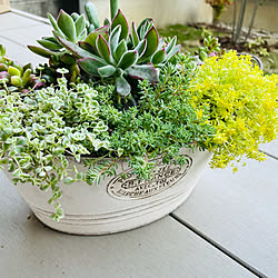 多肉植物のある暮らし/多肉初心者/多肉寄せ植え/観葉植物/多肉植物...などのインテリア実例 - 2022-04-04 17:56:52