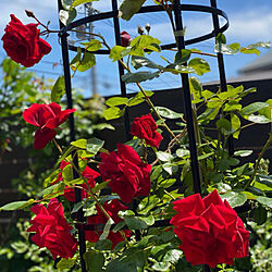 真っ赤な薔薇/ガーデニング/鉢植え/バラが好き/植物のある暮らしのインテリア実例 - 2021-04-28 10:51:11