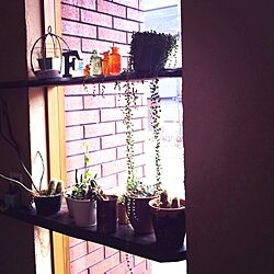 壁/天井/寄せ植え/多肉植物/サボテン/植物...などのインテリア実例 - 2014-02-28 19:45:44