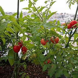 家庭菜園/ベランダ/植物/トマト/ナチュラルのインテリア実例 - 2014-07-01 02:31:10