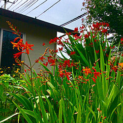 赤い花/南側の庭/癒し/花のある暮らし/植物のある暮らし...などのインテリア実例 - 2020-07-05 22:53:09