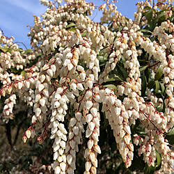 庭の花/植物が好き/インテリアじゃなくてごめんなさい/お気に入り/花のある暮らし...などのインテリア実例 - 2020-03-03 04:15:59