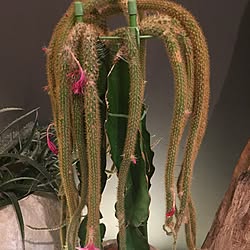 多肉植物/グリーンのある暮らし/植物のある暮らし/植物/観葉植物...などのインテリア実例 - 2017-06-23 08:47:13