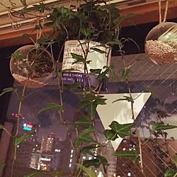 ベッド周り/観葉植物/植物/アイビー/一人暮らしのインテリア実例 - 2015-02-26 23:11:43