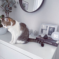 IKEA/ホワイトインテリア/Instagram→mya___k/猫のいる暮らし/リビング...などのインテリア実例 - 2022-09-08 20:07:37