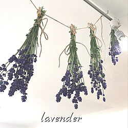 壁/天井/lavenderドライ中/いつも 素敵✨なコメントありがとう❤️/自家製ドライフラワー/フォロワー様に感謝❤️...などのインテリア実例 - 2018-07-01 09:35:26