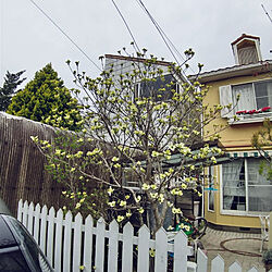 玄関/入り口/黄色い家/アメリカンフェンス/ハナミズキの木のインテリア実例 - 2020-04-13 09:49:46