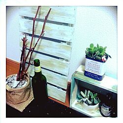 リビング/観葉植物/植物/DIY/多肉植物...などのインテリア実例 - 2015-02-19 12:53:24