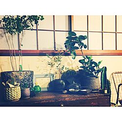 リビング/サボテン/古タンス/観葉植物のインテリア実例 - 2016-06-28 22:06:31