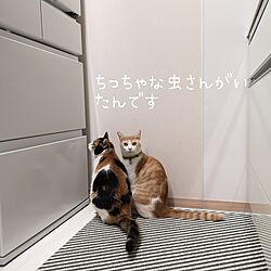 キッチン/春の模様替え/猫好き♡/猫と暮らす家/2人と2匹暮らし...などのインテリア実例 - 2023-03-25 17:06:04