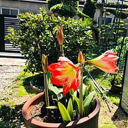 庭の植物たち/庭のある暮らし/アマリリスの花/庭/玄関/入り口のインテリア実例 - 2020-05-24 13:28:45