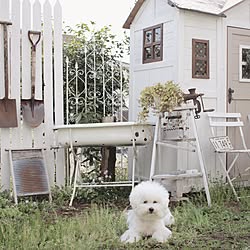 玄関/入り口/小屋/ビションフリーゼ/犬と暮らす/ふうちゃん...などのインテリア実例 - 2017-04-16 18:47:31