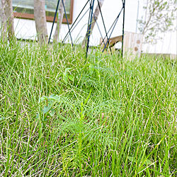 芝生/大きくなぁ〜れ！/嬉しい出来事♡/種が落ちて芽が。/るこう草...などのインテリア実例 - 2022-08-09 08:39:00