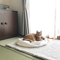 棚/畳でゴロン/和室は落ち着く/ZARA HOME/猫のいる暮らし...などのインテリア実例 - 2018-07-19 08:28:06