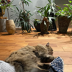 観葉植物/猫と暮らす/植物のある暮らし/猫と暮らす家/塗装壁...などのインテリア実例 - 2020-03-15 22:49:36