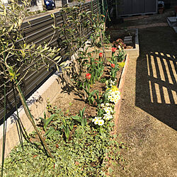 玄関/入り口/チューリップ/オリーブの木/花壇DIY/庭のインテリア実例 - 2018-03-31 09:35:34