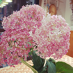 棚/庭のお花/花のある暮らし/庭の花を生ける/紫陽花大好き♡...などのインテリア実例 - 2020-06-08 19:28:43