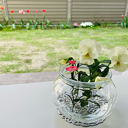 IKEA/庭の花を飾る/お庭/お庭のある暮らし/ヴィリエスタルク...などのインテリア実例 - 2022-04-13 19:59:49