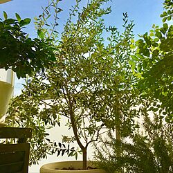 玄関/入り口/ガジュマル/オリーブの鉢植え/オリーブの木/シマトネリコ...などのインテリア実例 - 2017-05-28 17:06:15