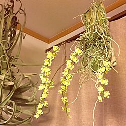 部屋全体/Orchids/Chiloschista/NO GREEN NO LIFE/flowerのインテリア実例 - 2016-05-31 20:15:20