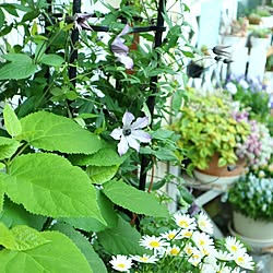 玄関/入り口/花のある暮らし/ベランダのお花/植物のある暮らし/一人暮らしインテリア...などのインテリア実例 - 2023-05-06 17:25:32