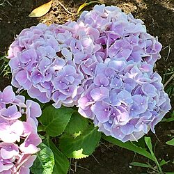 ベッド周り/花のある暮らし/紫陽花/ガーデニングのインテリア実例 - 2017-06-19 11:05:49