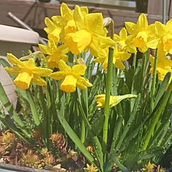 部屋全体/私の癒し/水仙の花/駐車場からお庭へ‥…/シクラメン...などのインテリア実例 - 2024-03-11 11:19:44