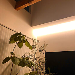 わが家の明かり/植物のある暮らし/壁掛けテレビ/リビングのインテリア実例 - 2022-11-19 21:15:20