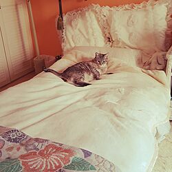 ベッド周り/猫のいる生活のインテリア実例 - 2017-05-02 12:51:44