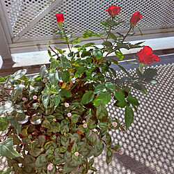 玄関/入り口/ミニ薔薇咲きました/花/赤い薔薇♪/ベランダのお花のインテリア実例 - 2022-11-16 10:06:34