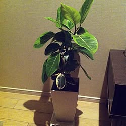 リビング/植物/観葉植物のインテリア実例 - 2013-12-31 16:13:27